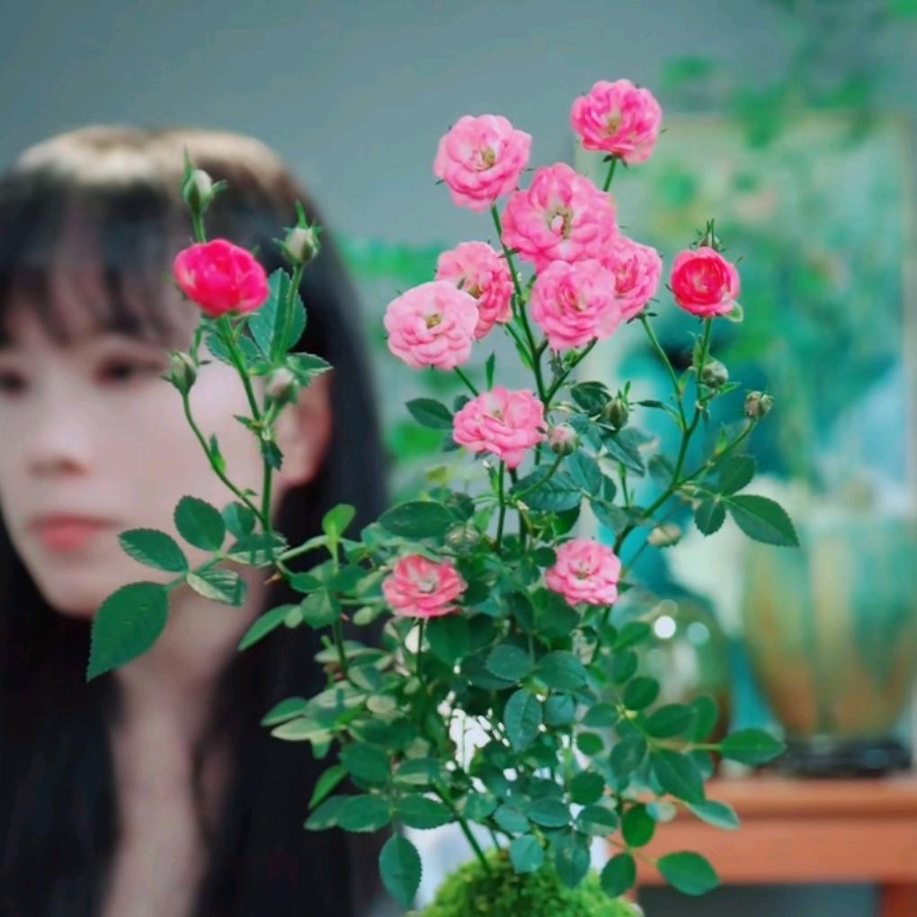 搭花精品绿植