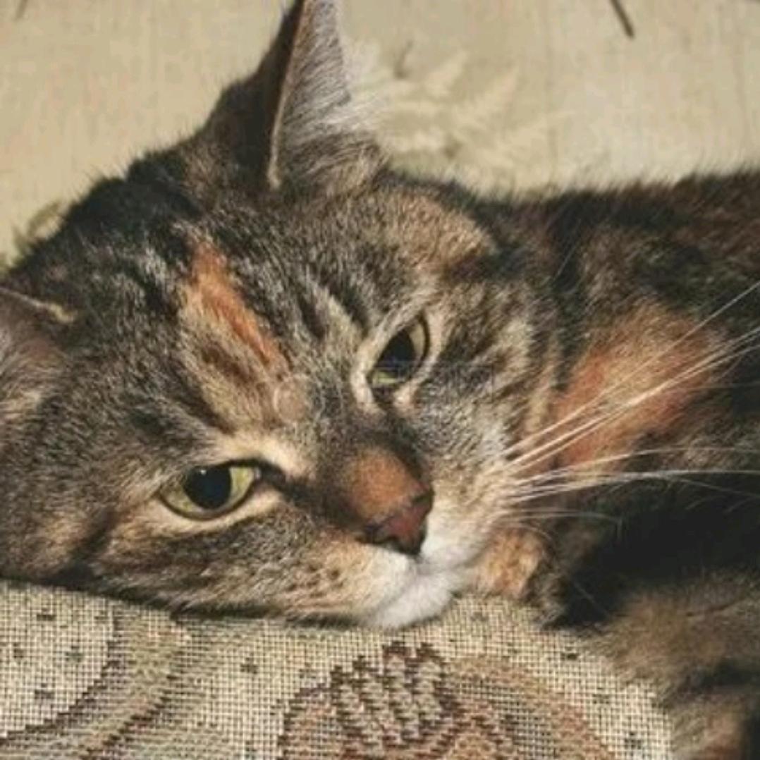 亚当猫