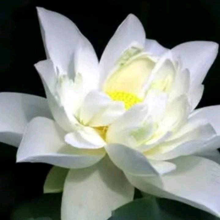 结善缘梅姐(拒绝连赞）
