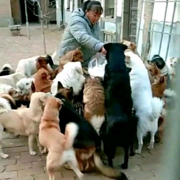 燕子爱心之家
