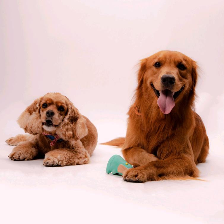 冰洁➕CoCo和核桃