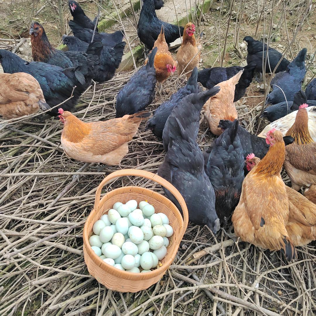 方芳绿优家庭农场