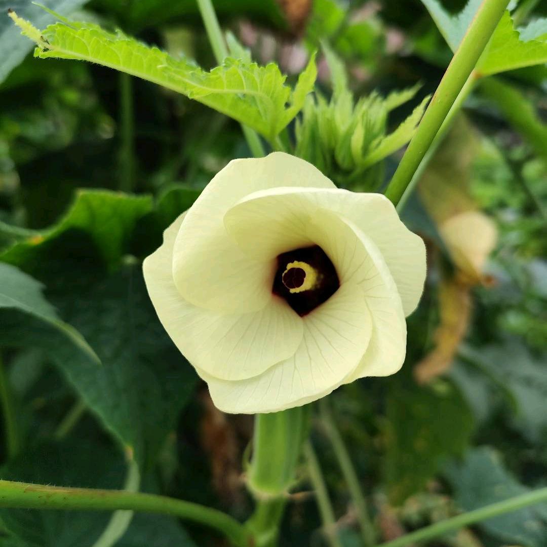 春天里的一朵花