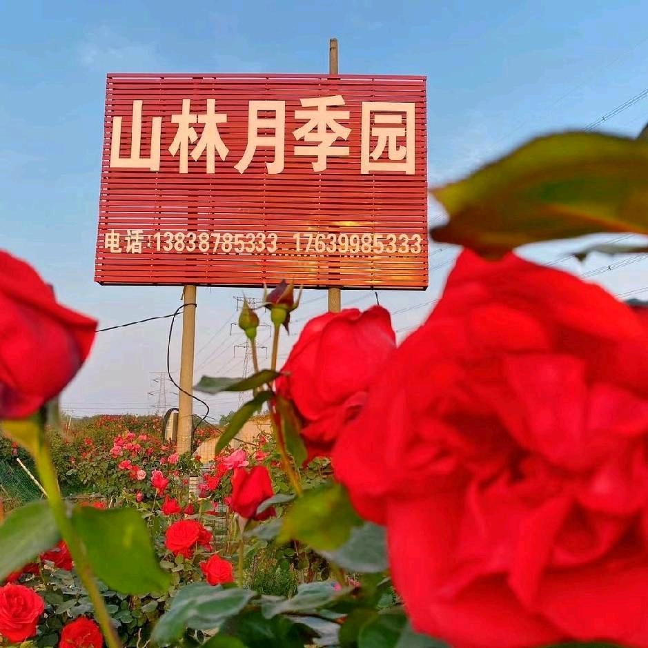 山林花卉