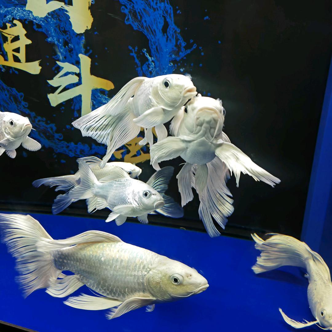 养鱼🐠队长🐟