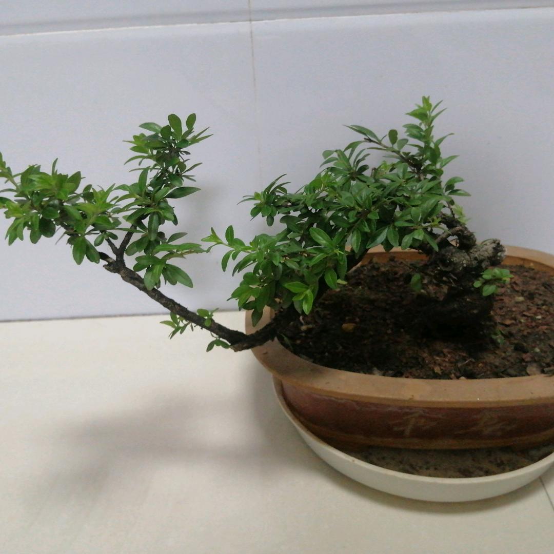 清风徐来……