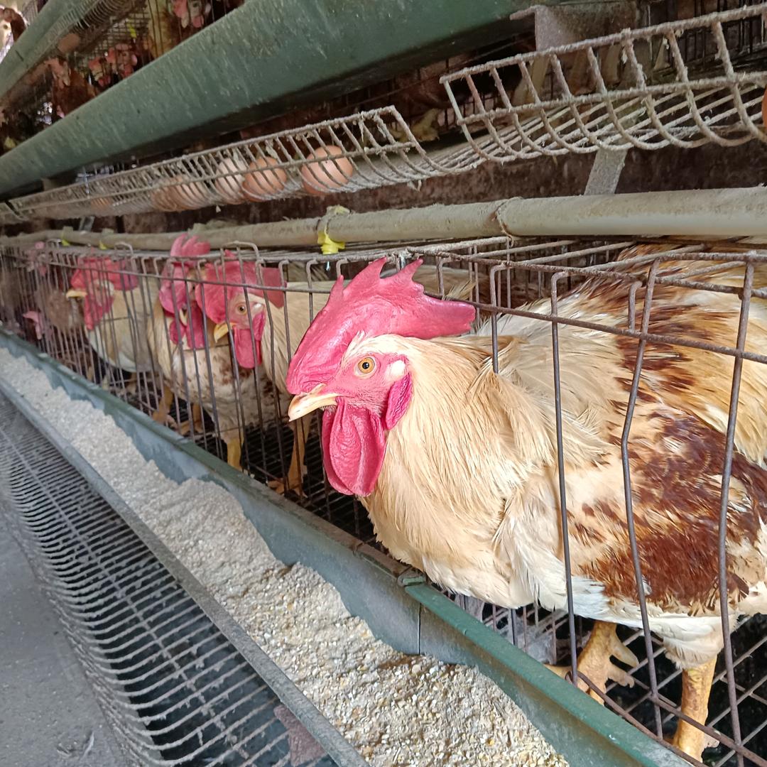 晓影姐养殖创业20年