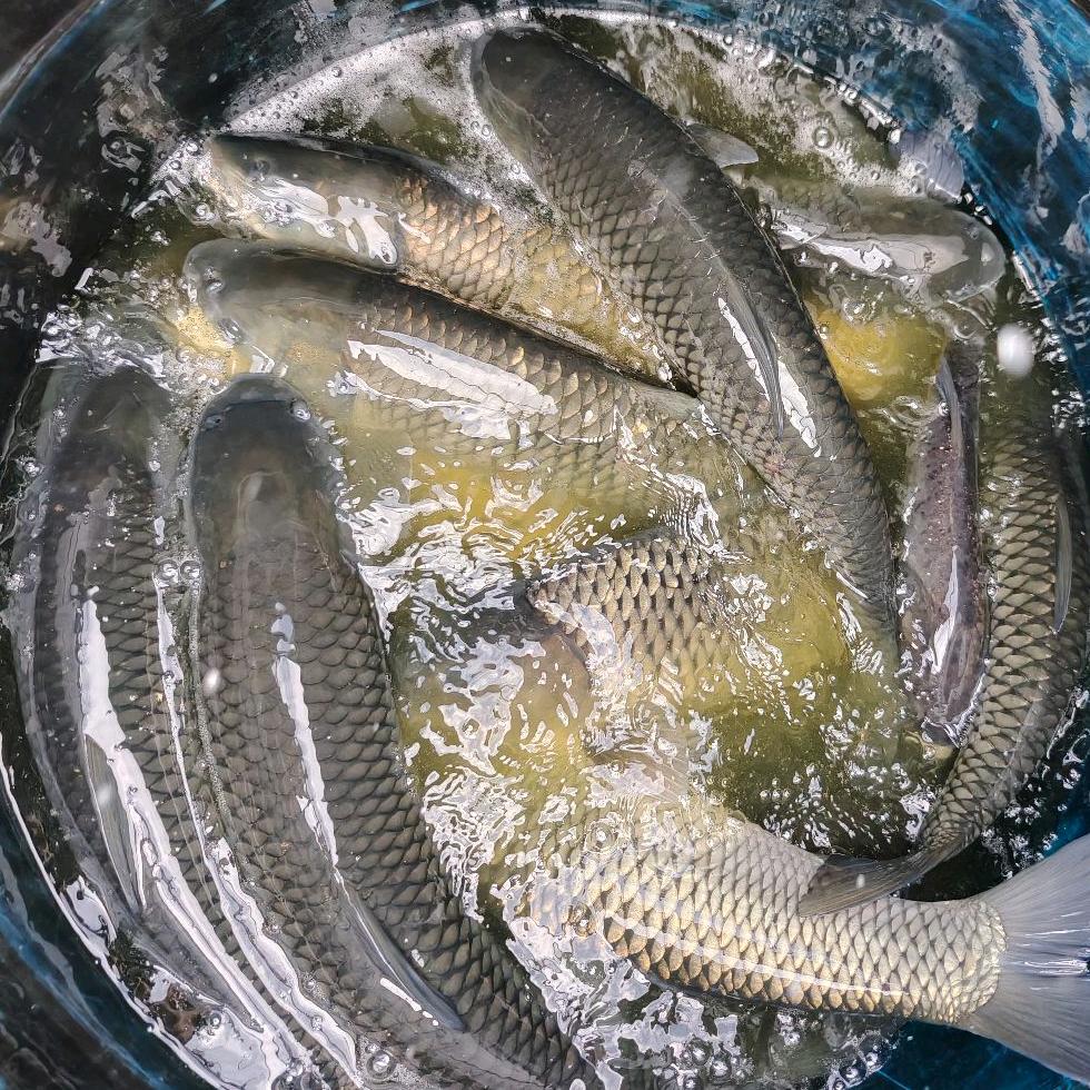 渔民 出售云南本地水库鱼