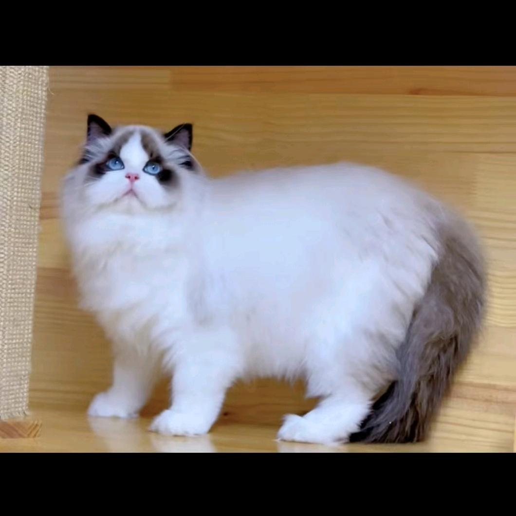 猫哆哆    鉴猫版