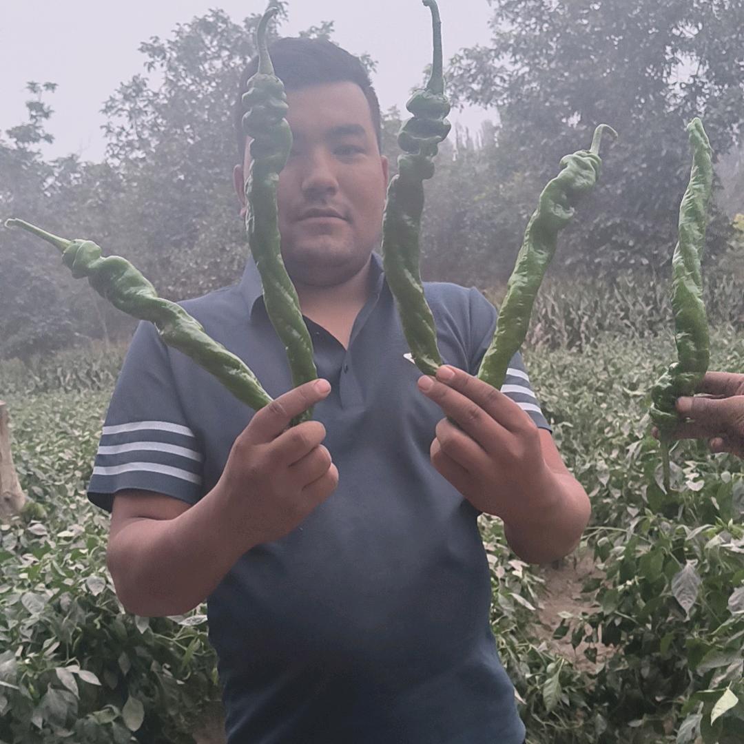 阿卜杜外力 蔬菜育苗🍅🌶🍓