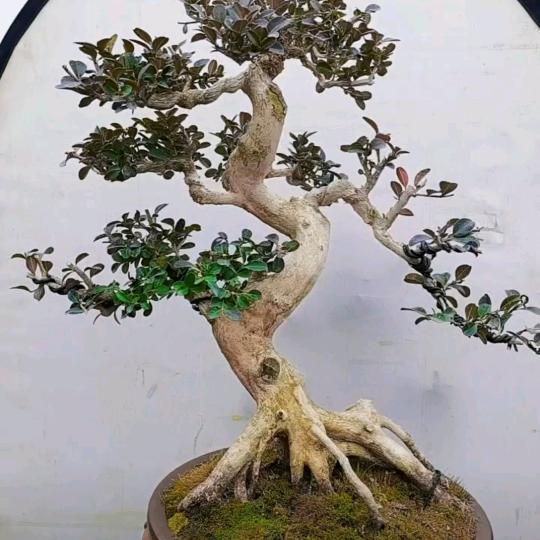 缘来盆景