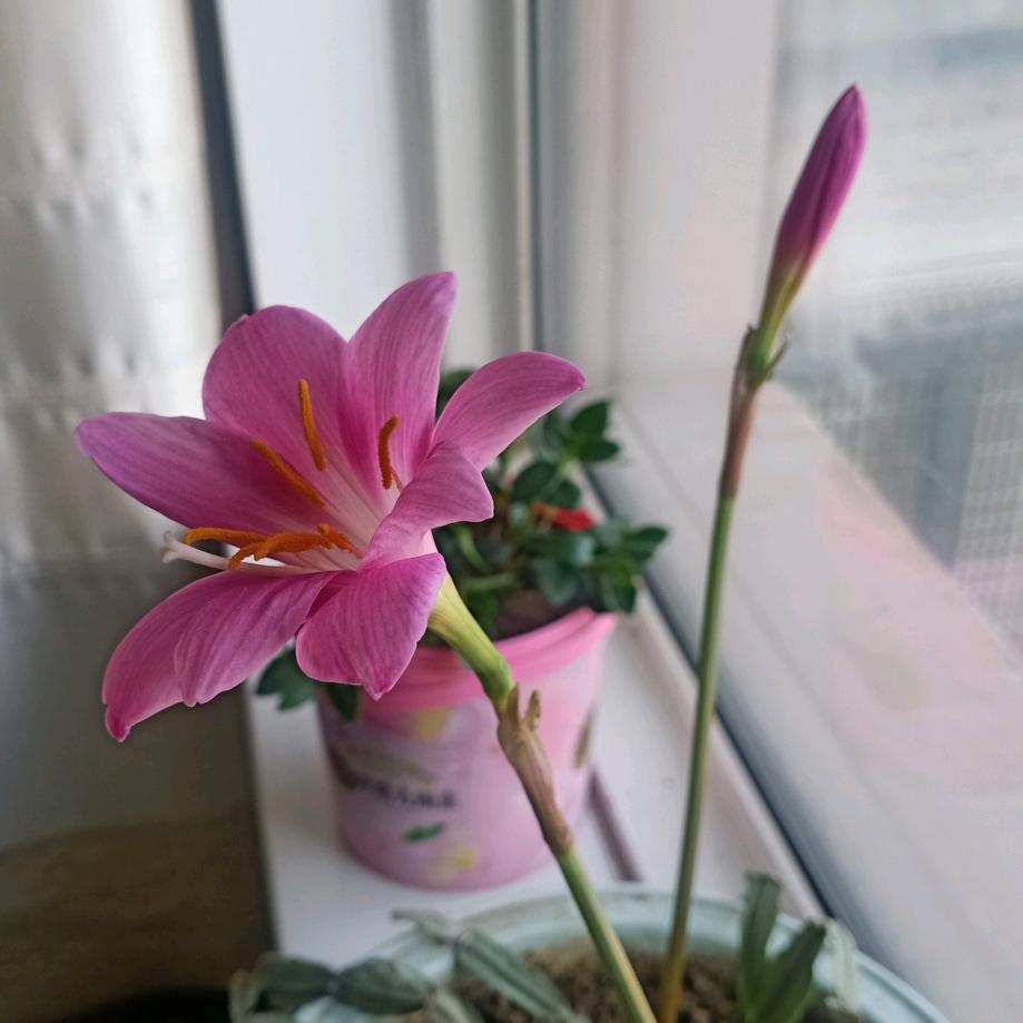 抖音小达人