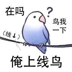 鸡小徐