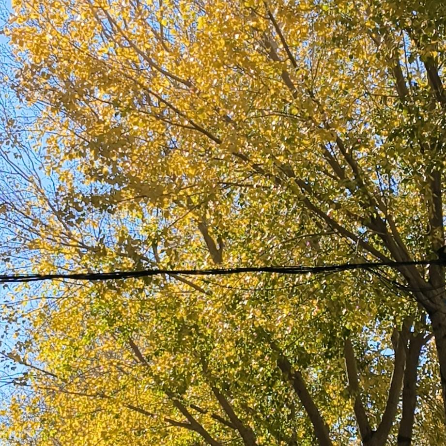 如何统治初段选手