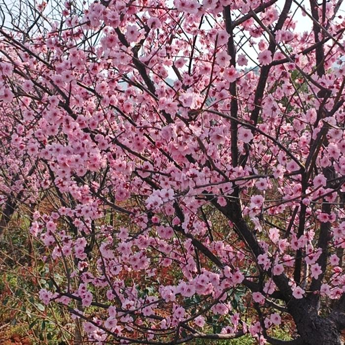 斯暮