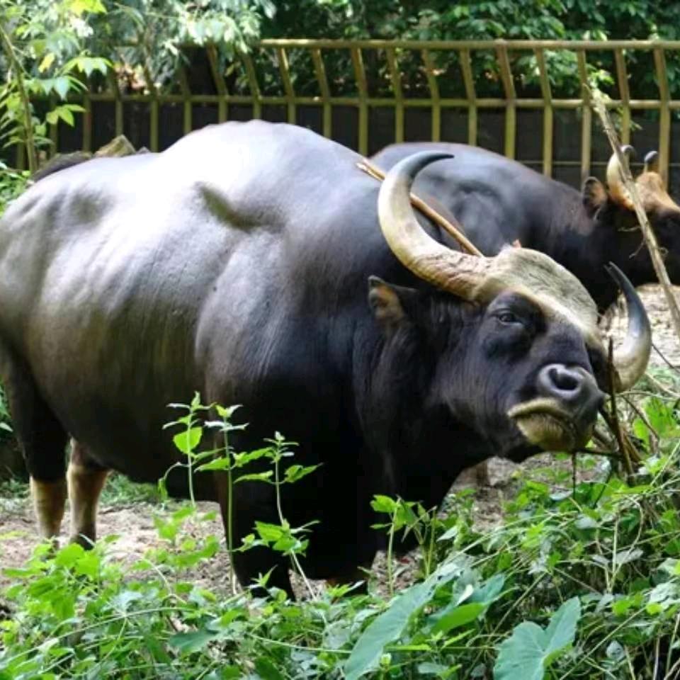 我是牛。，牛不老