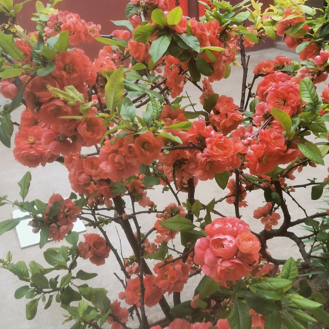 花姐