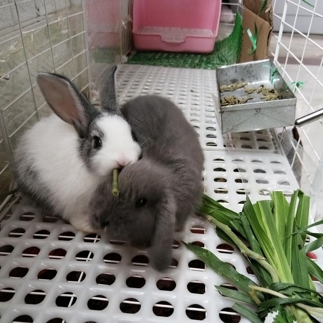 凌玲柒(养兔达人)