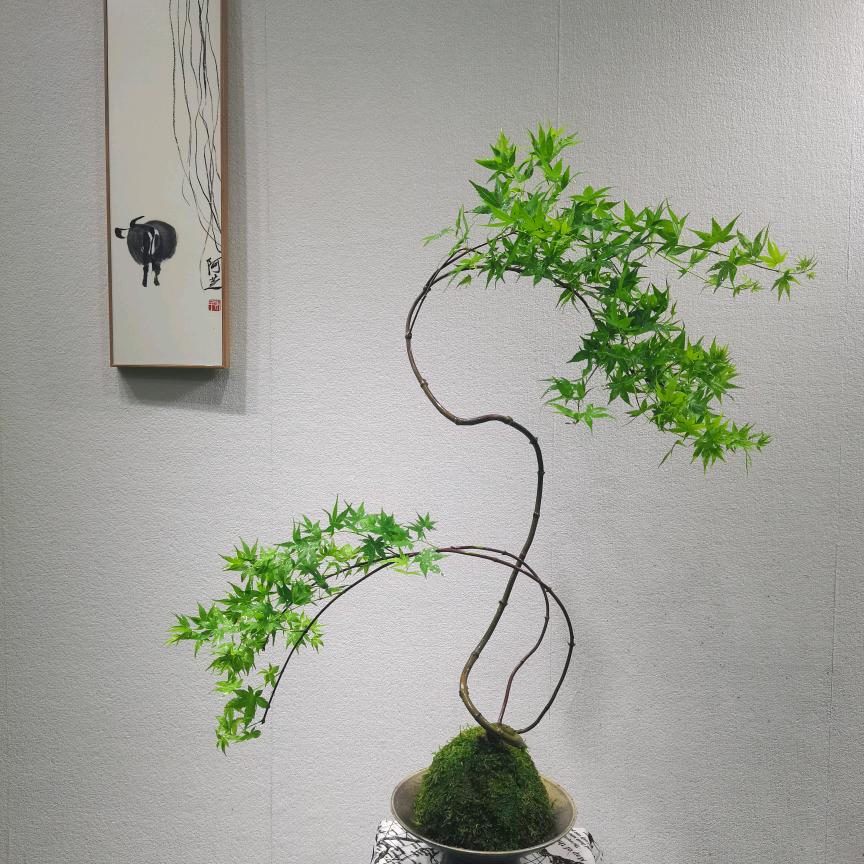 清枫雅士植得拥有