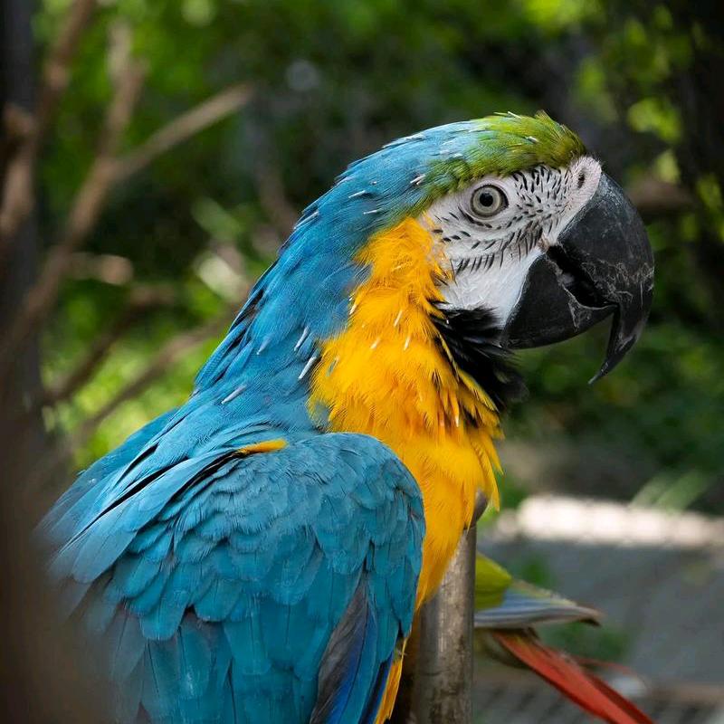 熊猫打开宝箱3400