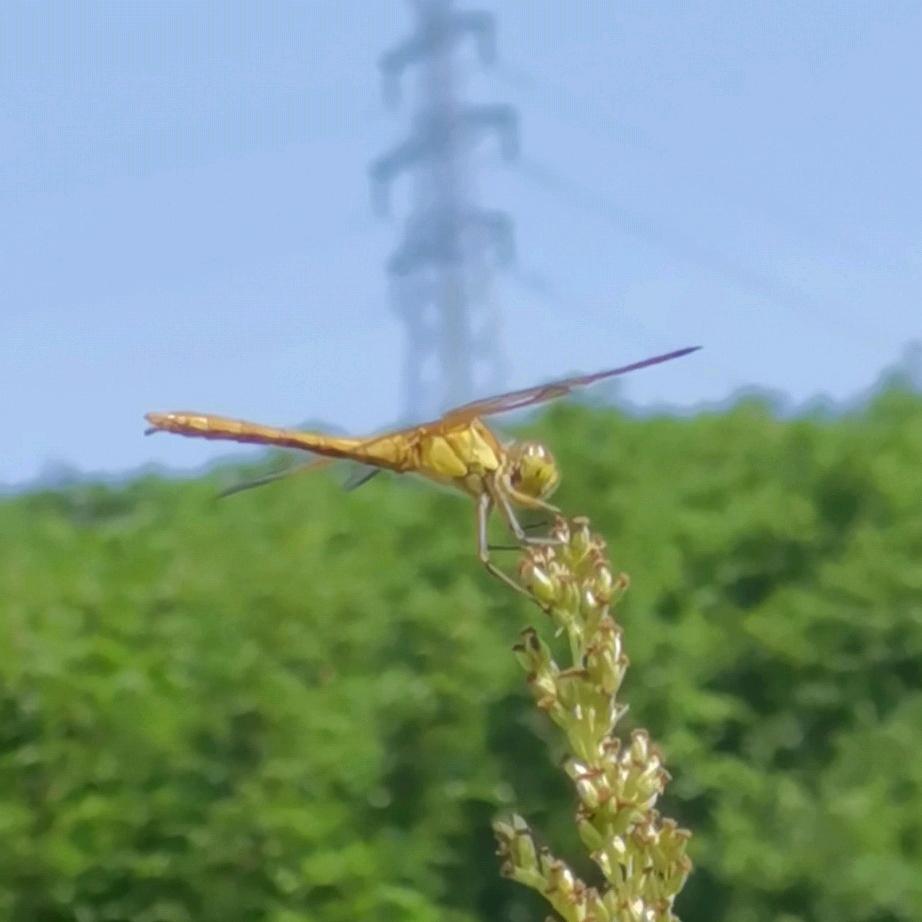 青子