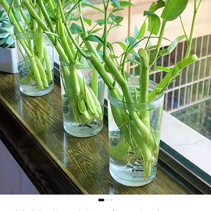 晴晴