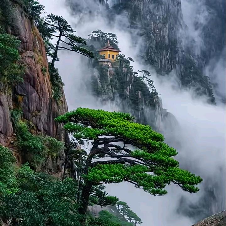 草本饮