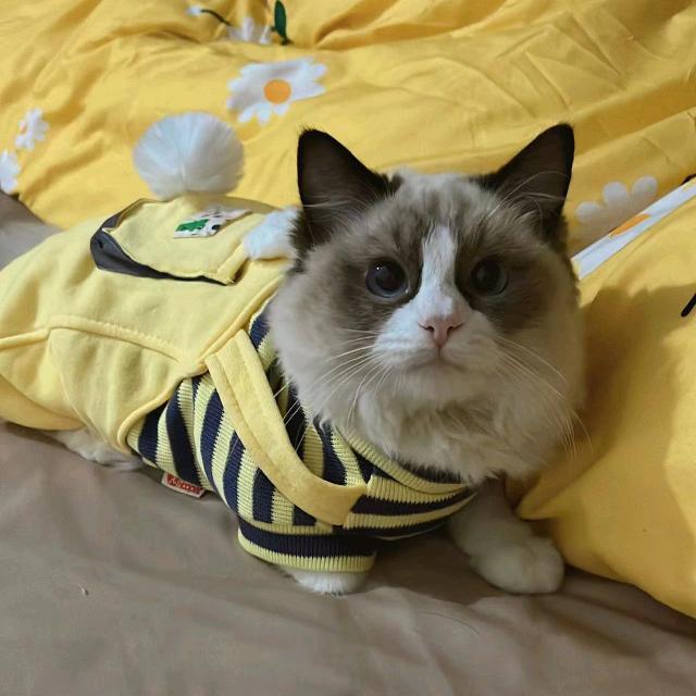 招财与三哥
