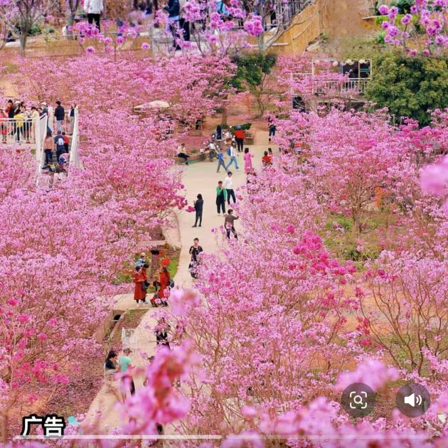 御宁山花海福利直播间