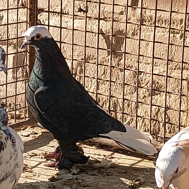 新疆翻翻小艾🥇