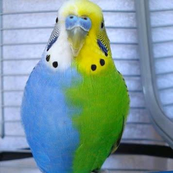 我是东北一老登