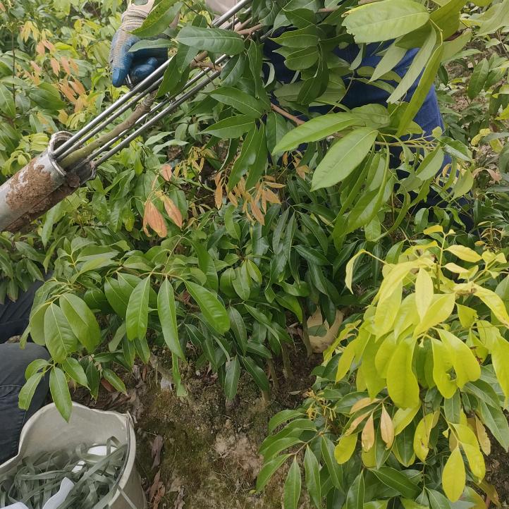 南棠子莲果树苗木专卖店