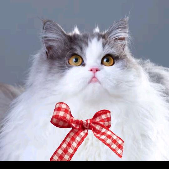 学猫步的蜗牛走巴黎走秀