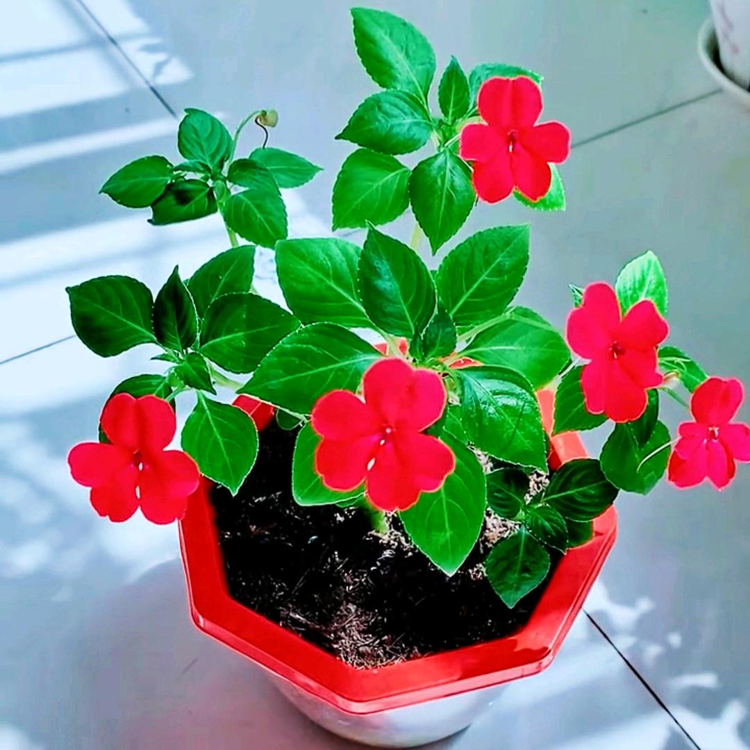 玻璃翠小苗