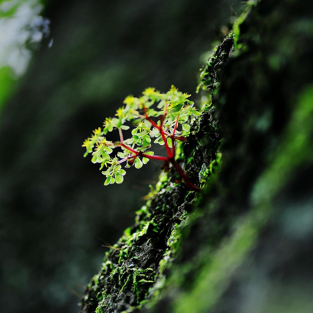 小小草园艺