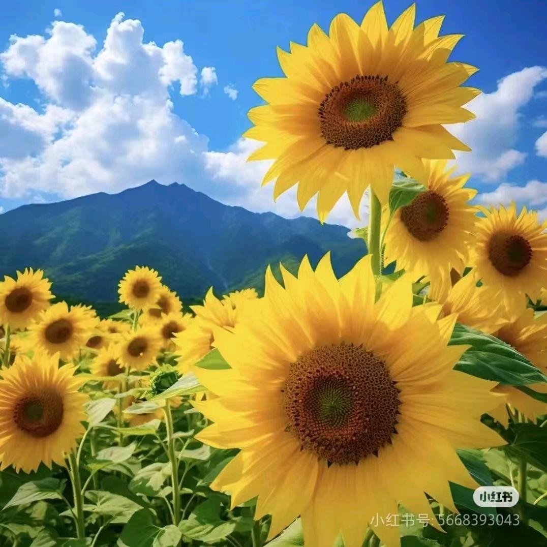 卫兰【三小姐】