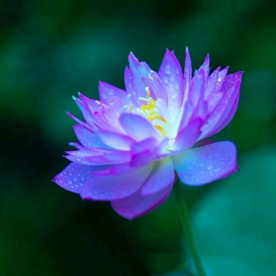 闫素花