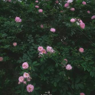蔷薇甄选