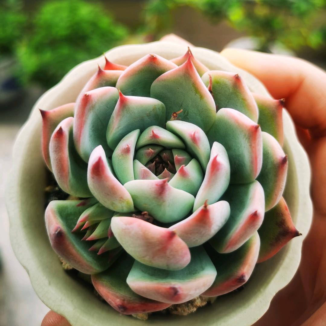 陌上花