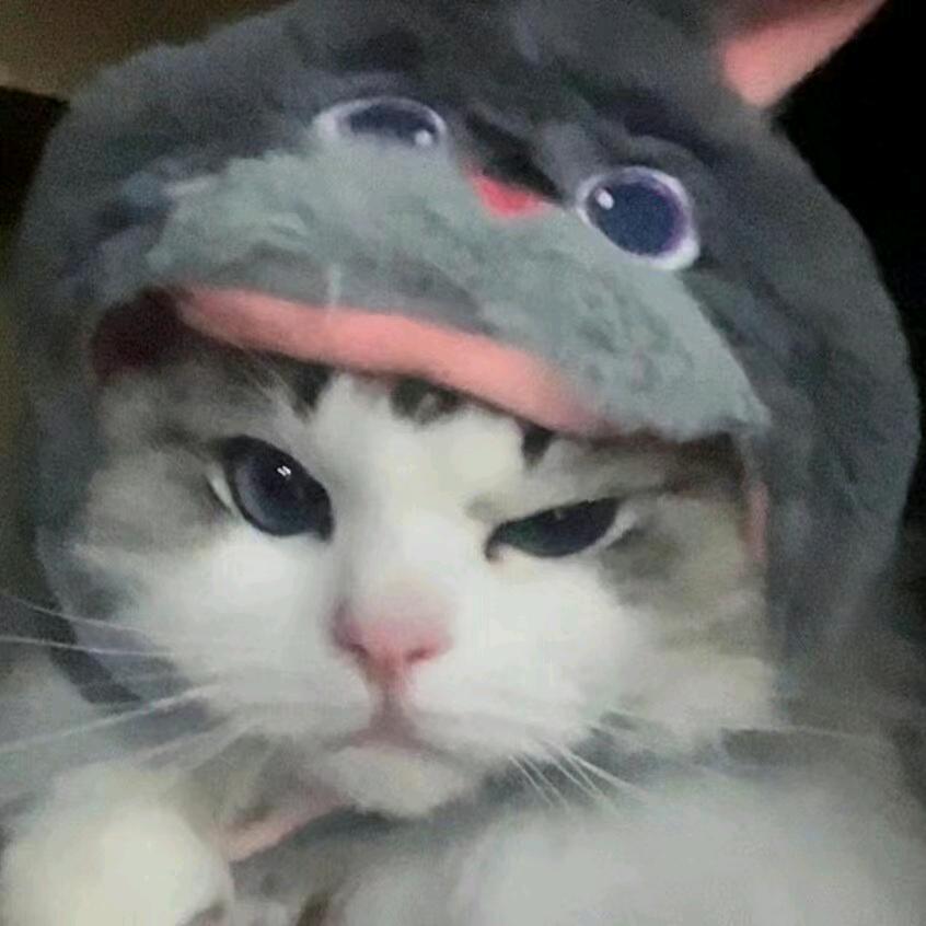 猫菜菜ღ