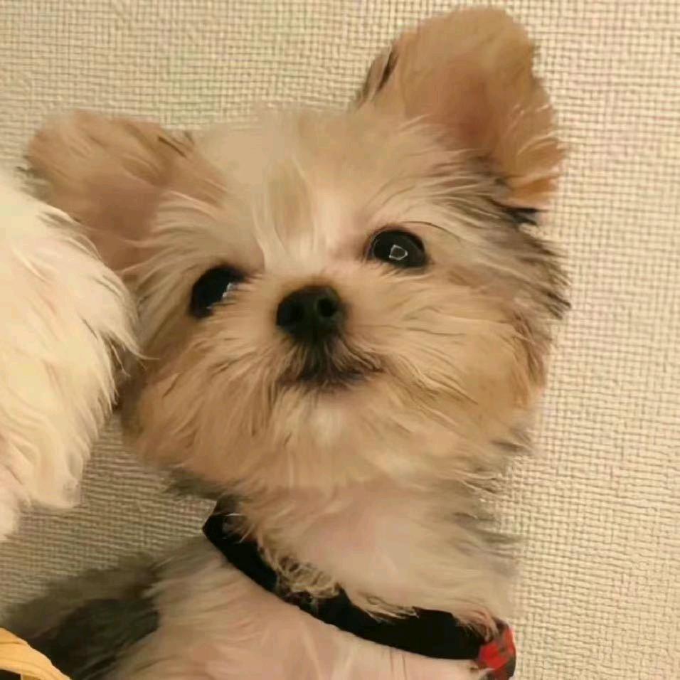 噢拉