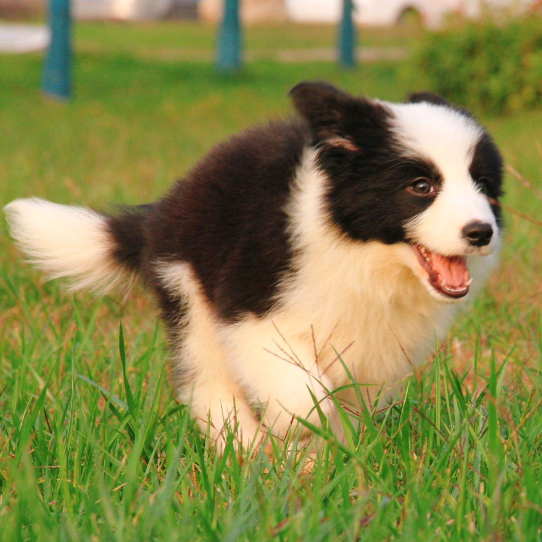抚慰犬之家