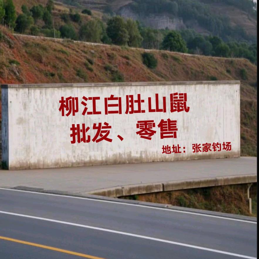 A柳江、白肚鼠