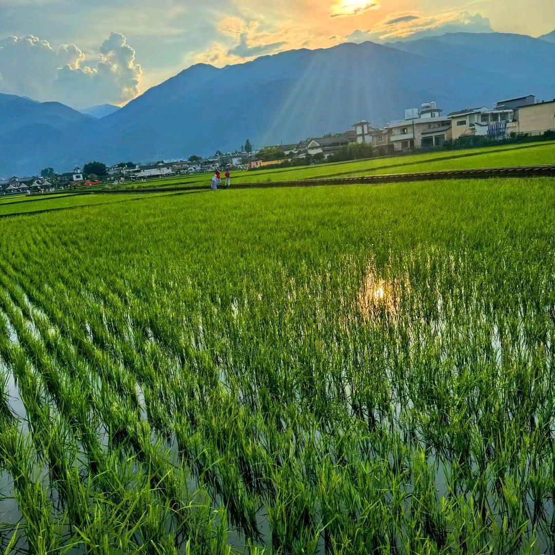 可乐82