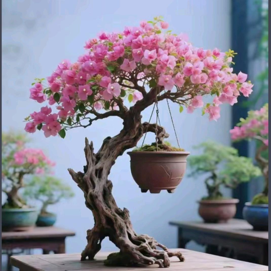 彩色三角梅精选店