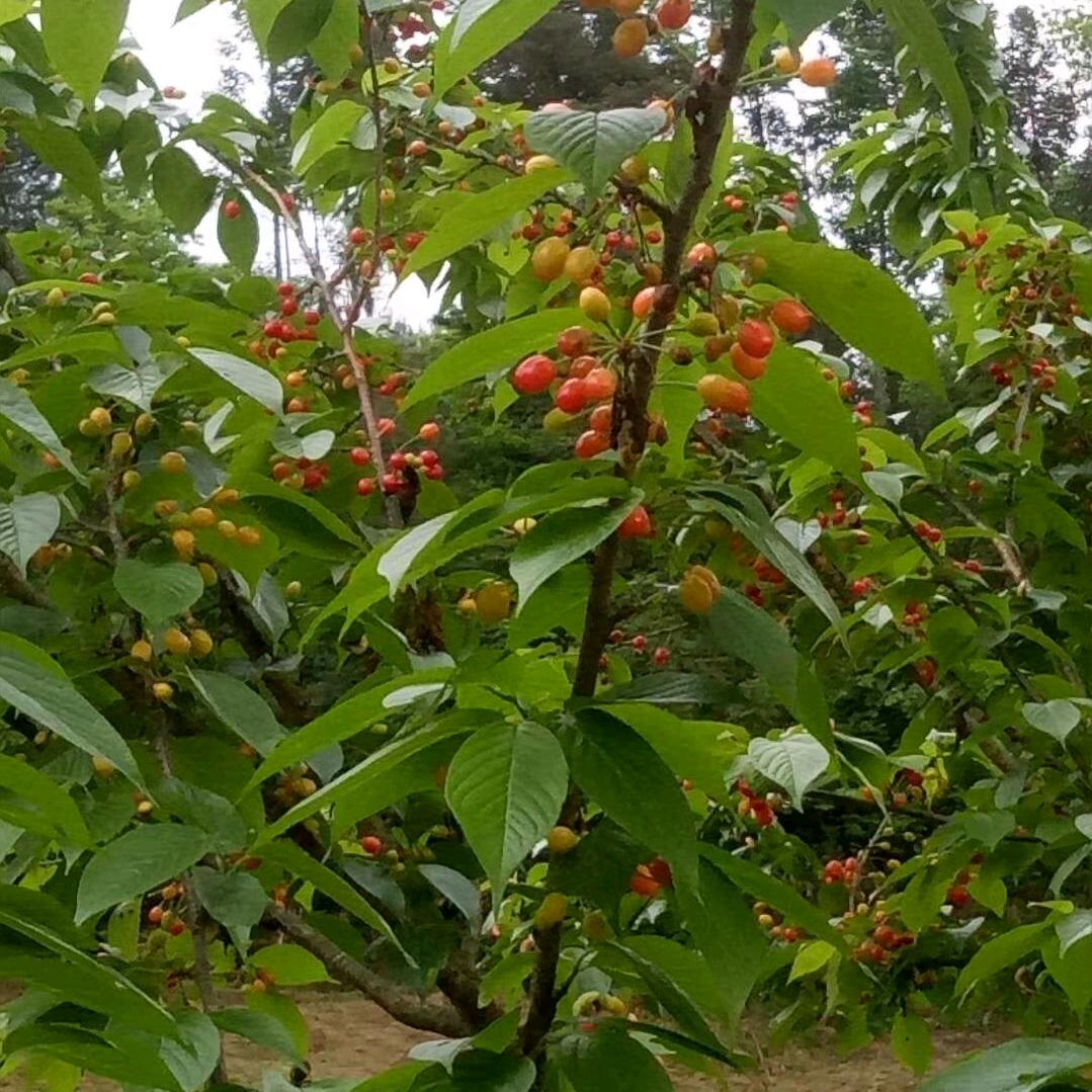 随缘