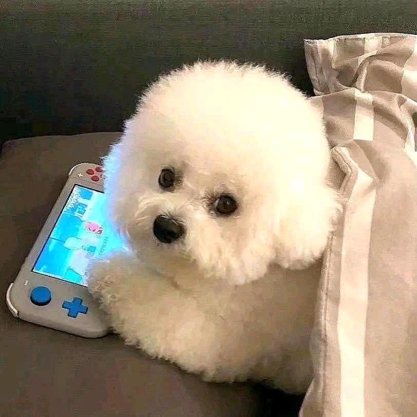 小小小羊羊羊