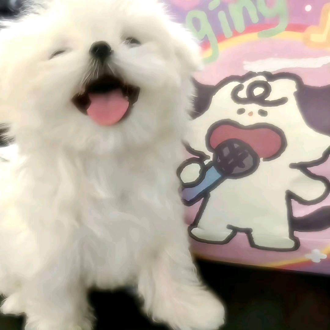 来福福