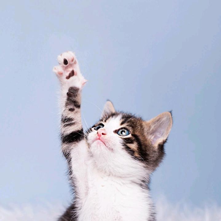 旺我猎手
