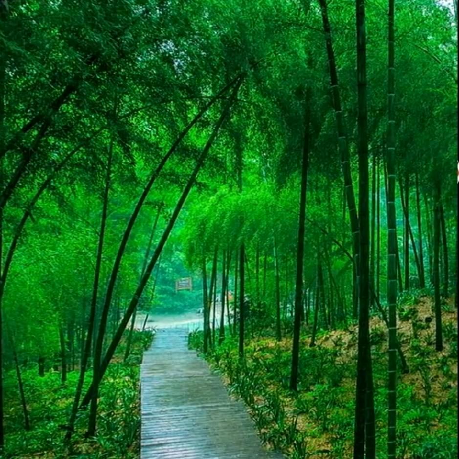 啊玲